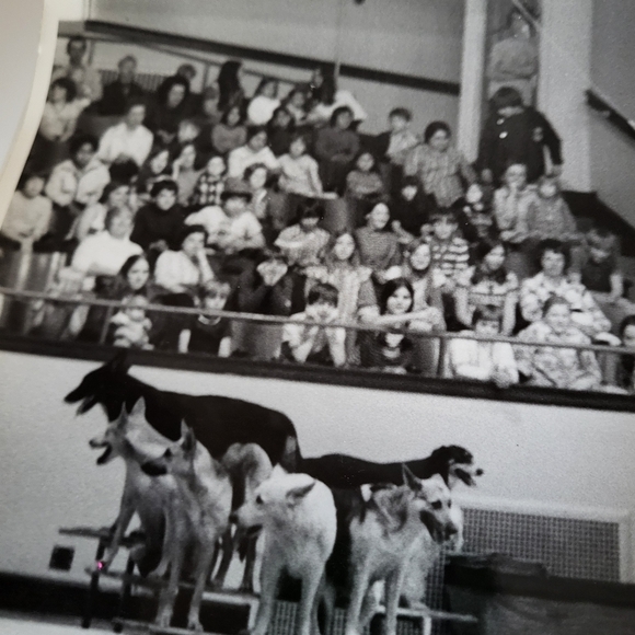 Vintage Black and White Photograph Clyde Beatty Circus 1973 Canine Circus Act - Picture 4 of 16